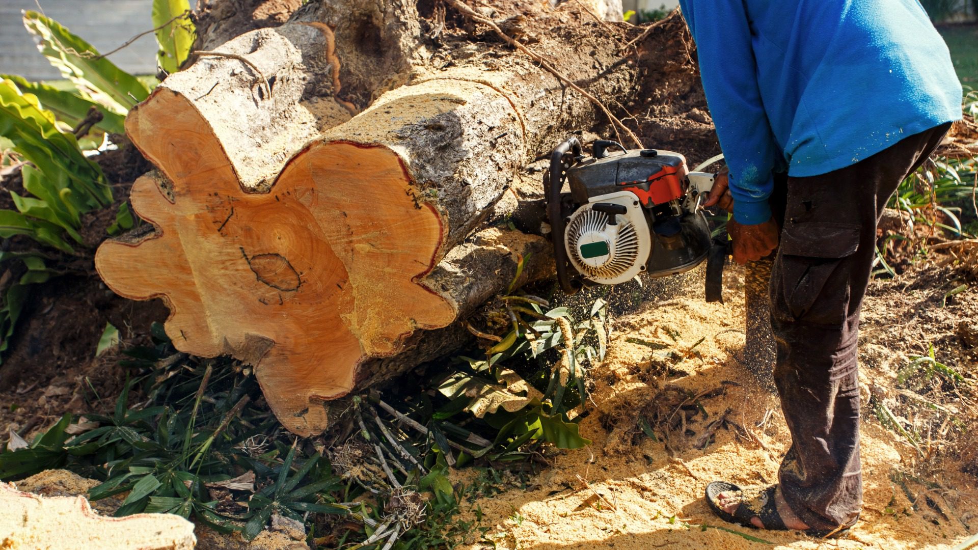 Man sawing log with a chain saw