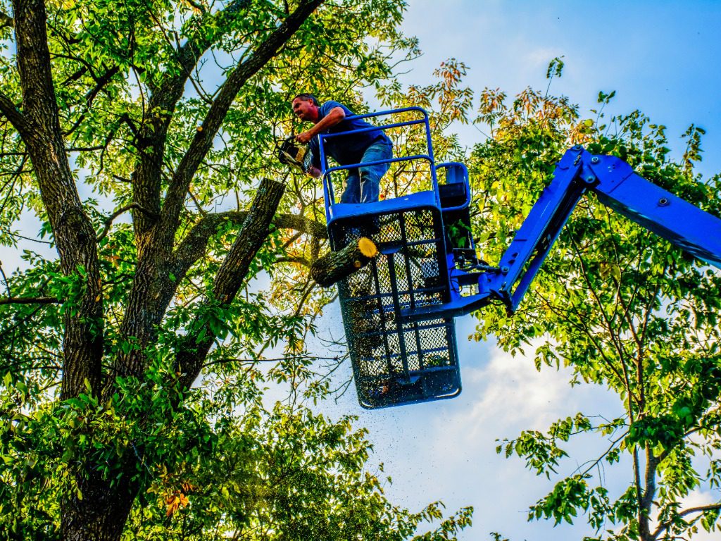 man on aerial lift trimming tree with chainsaw