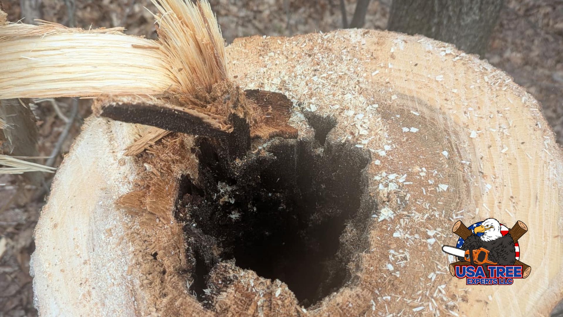 Close-up of a tree trunk cross-section showing severe internal rot and a hollow center, revealing hidden decay not visible from the outside. Sawdust and splintered wood indicate recent cutting by USA Tree Experts LLC.