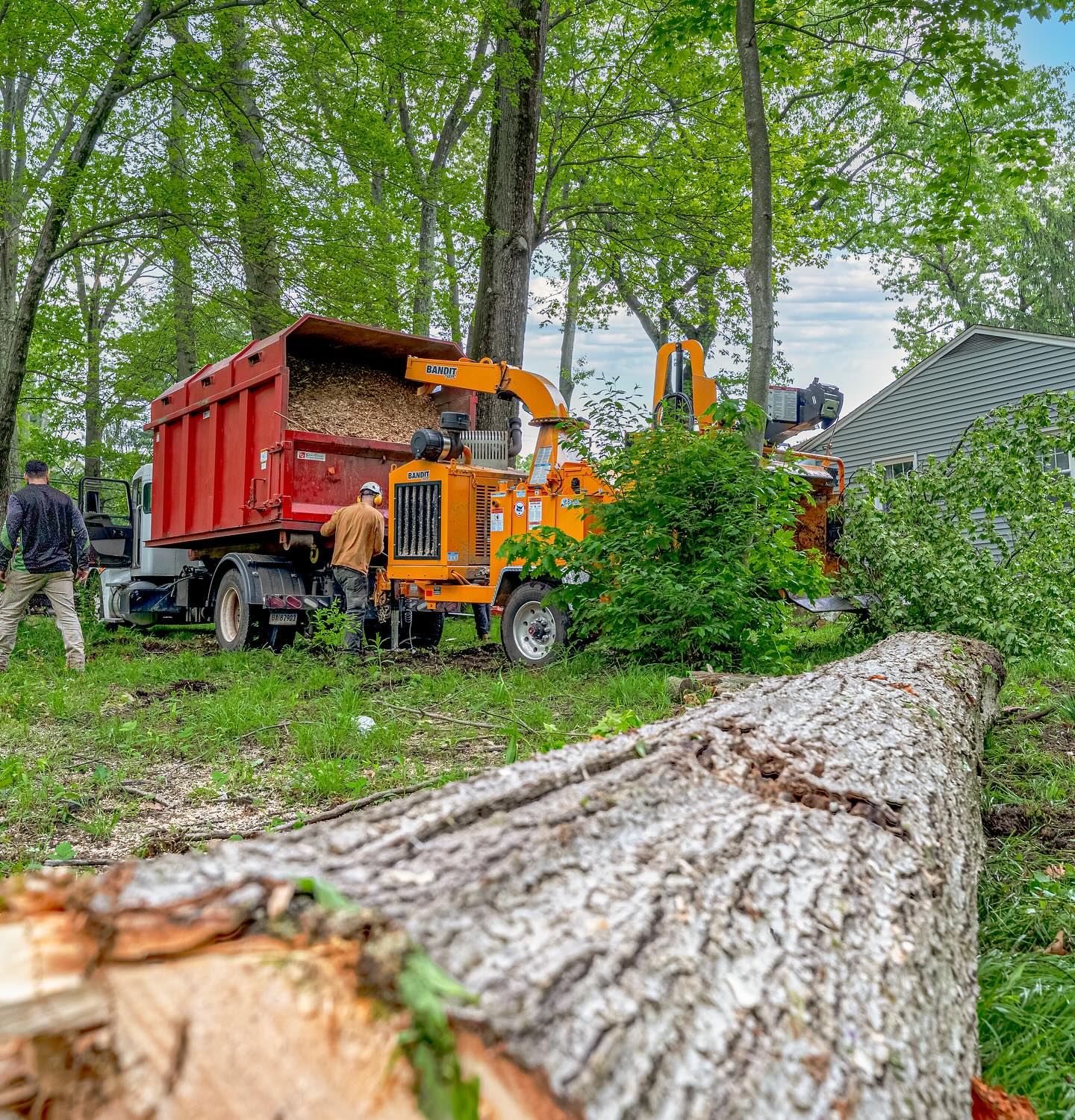 USA Tree Experts crew operating a wood chipper in a residential Cheshire, CT neighborhood during a large tree removal.